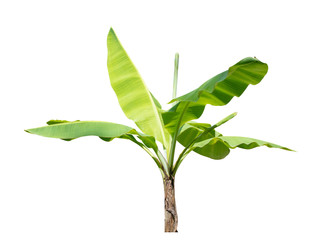 Green banana  tree isolate on a white background with clipping path.