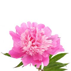 pink flowers of peony on a white background