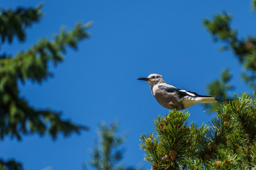 Clark's nutcracker on the green tree in British Columbia Canada.