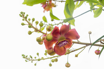 flower of Cannonball Tree