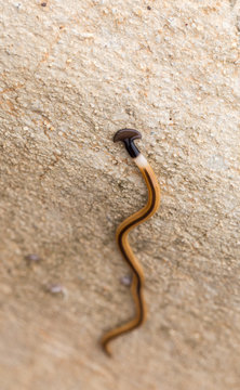 land planaria worm