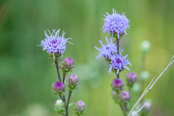 Spiky Purple Flowers