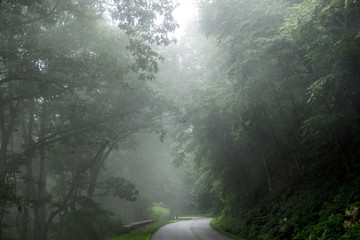 Misty treetops in the forest