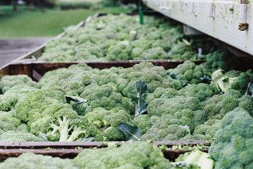Obraz premium Multiple broccoli in wooden bins out in the rain.