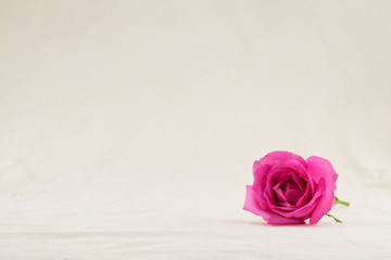 Pink rose from side view with copy space