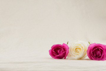 Pink and white roses from side view with copy space