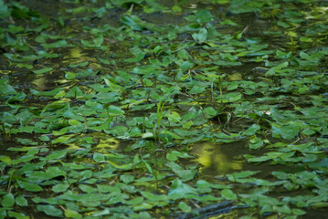 Forest Water-Lilly