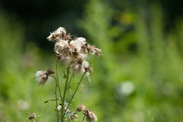 Fluffy White Plant 1