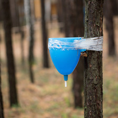 Washbasin on a tree