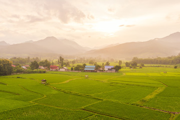 Terraced rice on Mountain, Nan Province, Northern of Thailand
