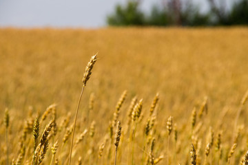 Close-up of ripe wheat ears against wheat field