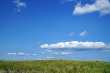 Fototapeta na wymiar grassland in beach area under blue sky and cloud