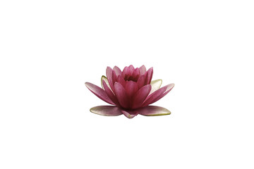 pink water lily isolated on white