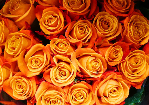 close up on fresh orange rose 
