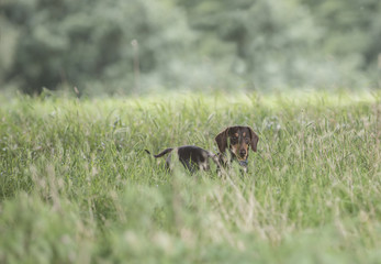 dachshund
