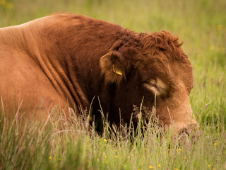Profile of Limousin bull sleeping in summer meadow