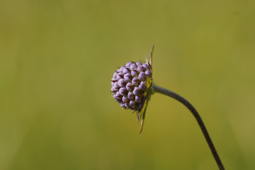 Skabiosenknospe - Scabiosa