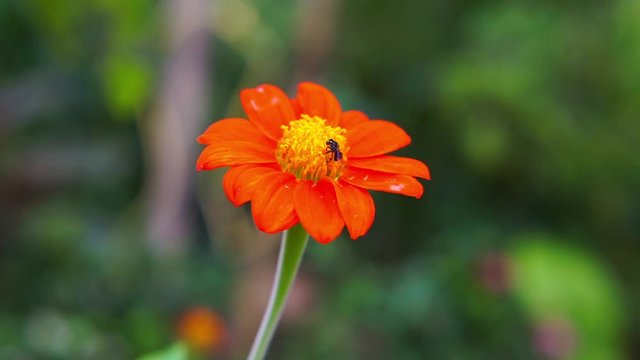 stingless bee on red flower