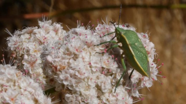 Green Stink Bug on Flower