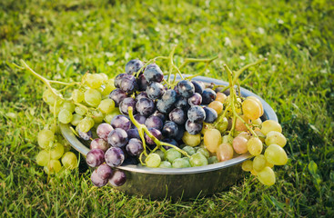 Harvested autumn harvest of grapes