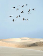 Scarlet ibis under the desert banks of the Parnaiba river, northern Brazil