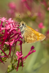 Skipper clings to flower.