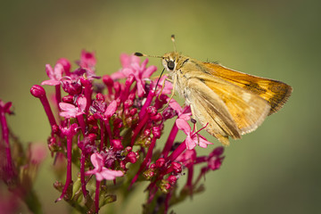 Small moth on red flower.