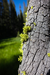 Lichen Growing on Yosemite Tree Bark
