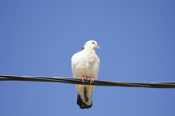 A white dove perched on a wire with a completely blue sky as the background.