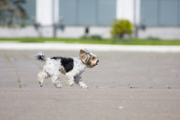 beautiful dog running in the street