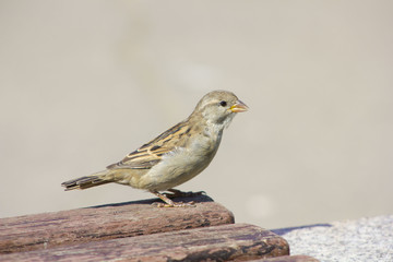 Sparrow on a bench