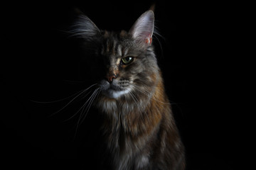 Obraz premium Close-up of an isolated silver tabby maine coon cat on black background