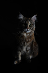 Sitting isolated silver tabby maine coon cat on black background