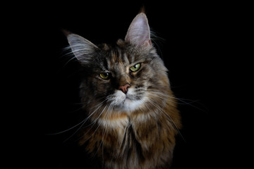 Close-up of an isolated silver tabby maine coon cat on black background