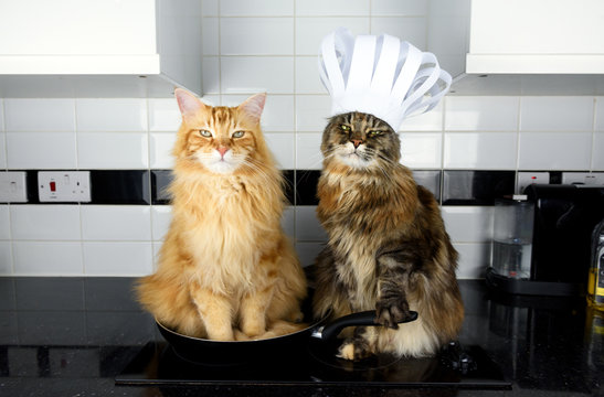 Chef cats