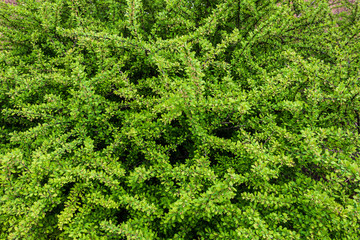 Bush honeysuckle
