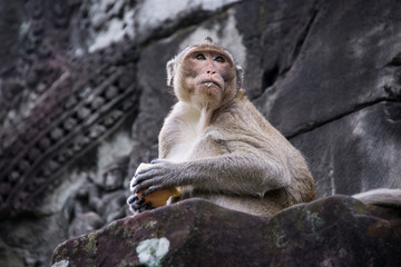 The monkey at Angkor Wat, Siem Reap, Cambodia