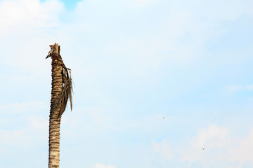 Death coconut tree on light blue sky and light cloud