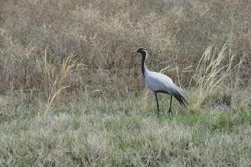  Cranes in flight