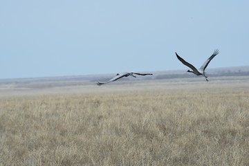  Cranes in flight