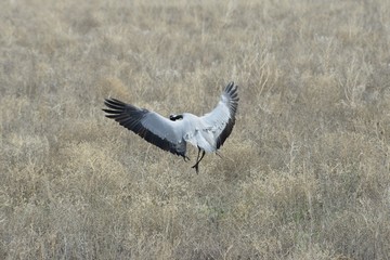  Cranes in flight
