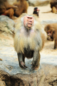 Close-Up Of Baboon Sitting on roack