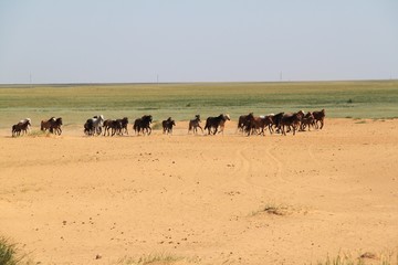Fototapeta na wymiar Wild horses in the steppes of Kazakhstan