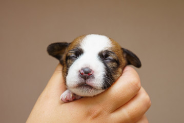 Jack Russell Terrier Puppy