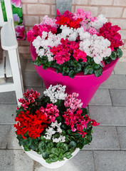cyclamen flowers