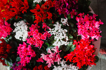  cyclamen flowers