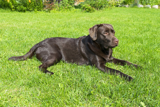 Brown Chocolate Labrador retriever. Dog on the green grass. Dog nose