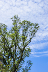 The plant with blue sky background  