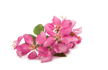 Naklejka na ściany i meble Pink flowers of apple-tree isolated