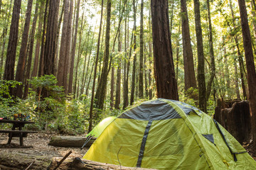 Tent under a dense redwood forest in a California campground - obrazy, fototapety, plakaty